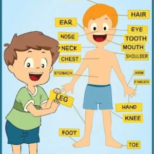 Parts of the body