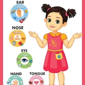 Sense organs